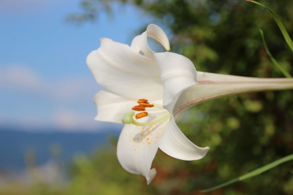 琵琶湖緑地公園　木浜－１（南）　百合の花