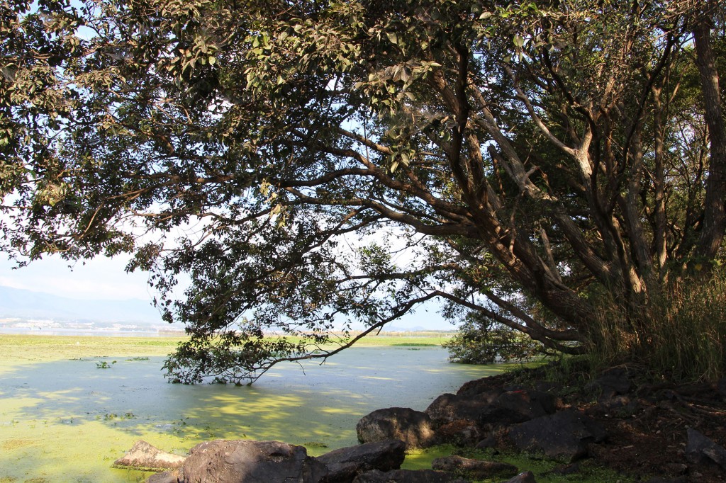 琵琶湖湖岸緑地　赤野井３（北）