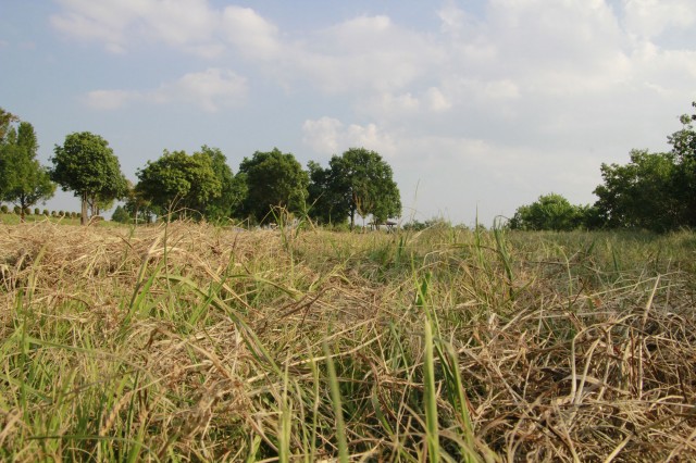 琵琶湖緑地公園　木浜－１