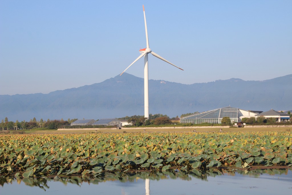 琵琶湖緑地公園　赤野井１　水蓮