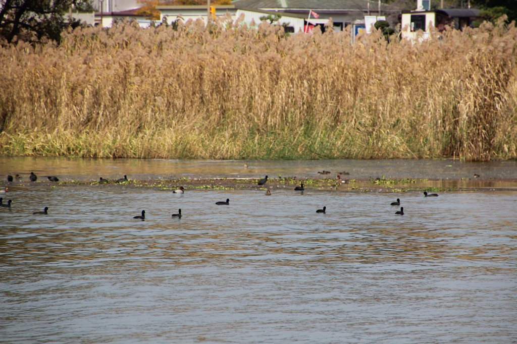 琵琶湖湖岸緑地　津田江３　カイツムリ