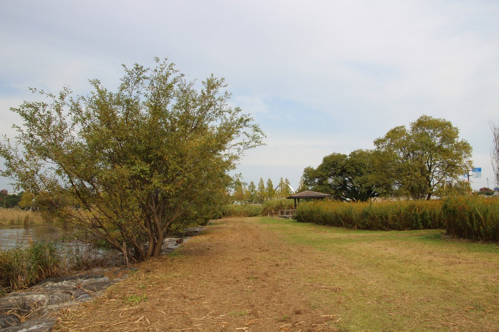 琵琶湖湖岸緑地　津田江３