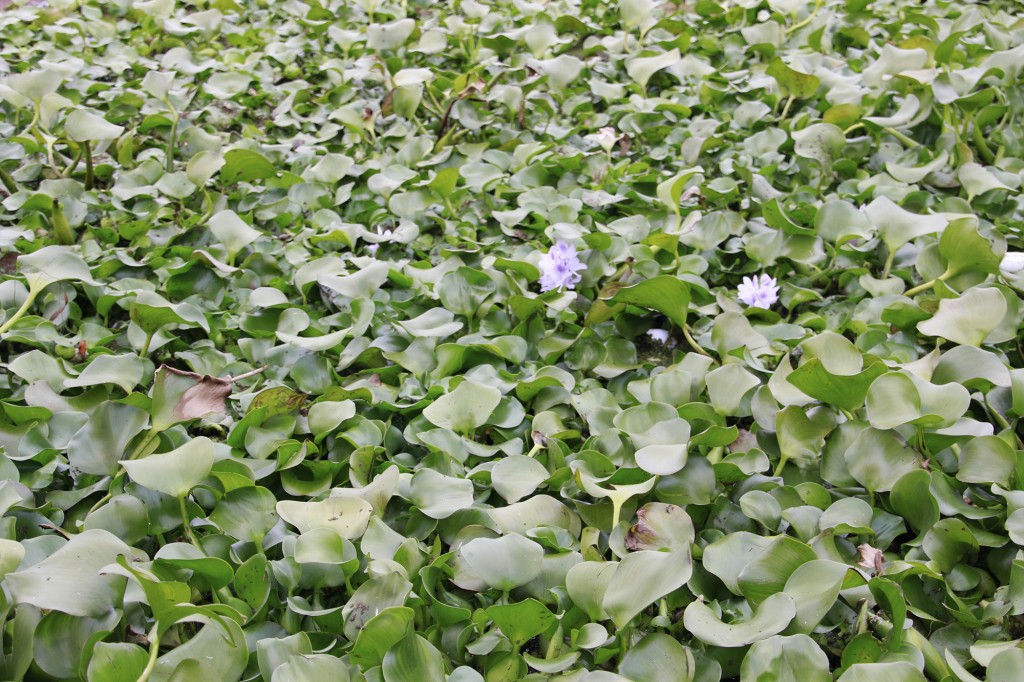 琵琶湖湖岸緑地　津田江３　水生植物