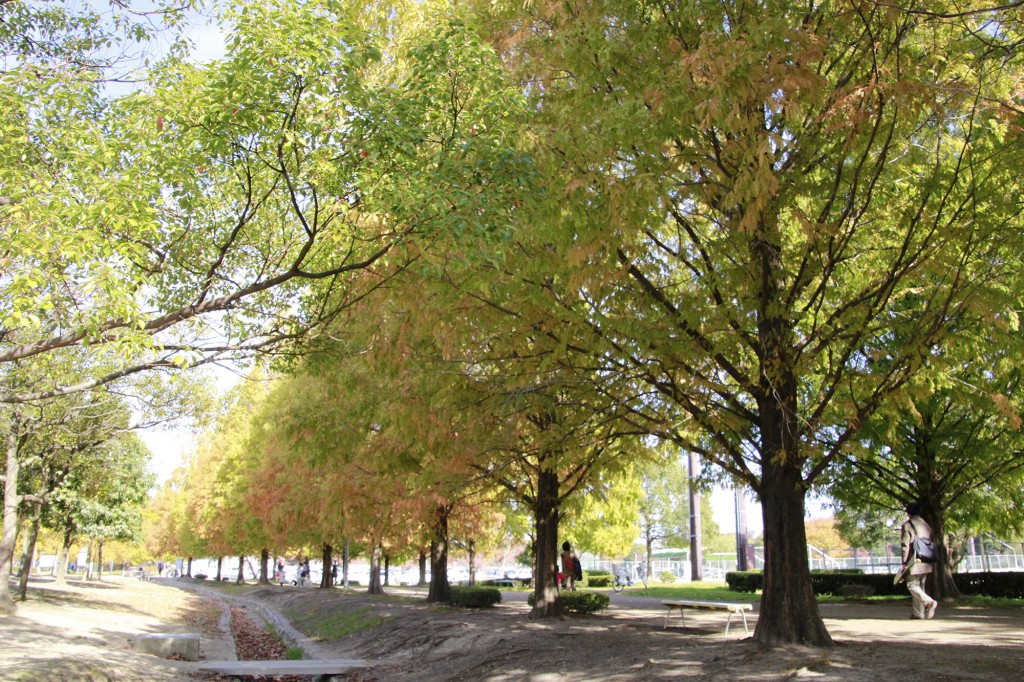 矢橋帰帆島公園　並木